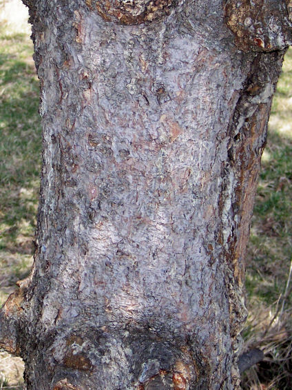 Trunk of the White Spruce