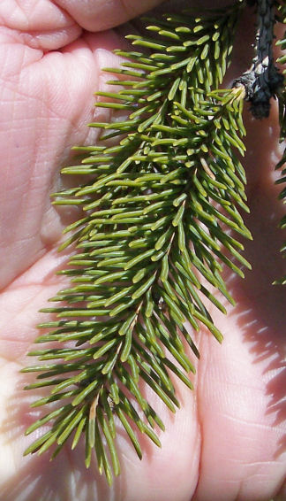 Needles of the White Spruce
