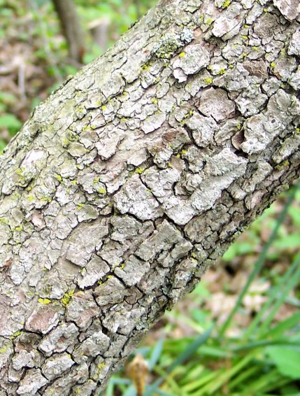 Trunk of the Eastern Flowering Dogwood