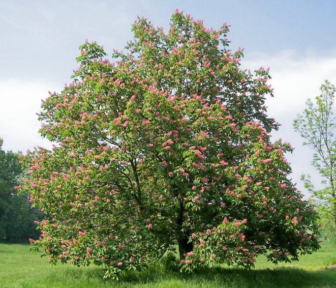Ruby Red Horsechestnut