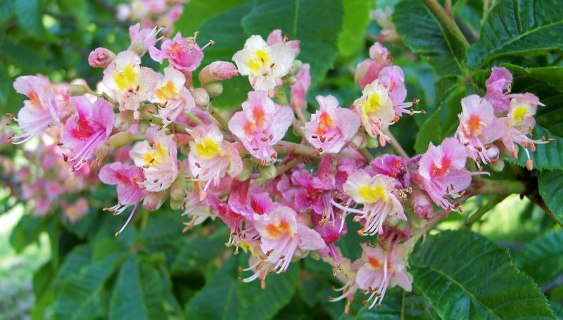 Flowers of the Ruby Red Horsechestnut