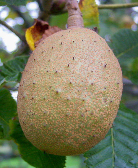 Fruit of the Ruby Red Horsechestnut
