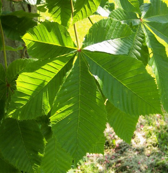 Leaf of Ruby Red Horsechestnut
