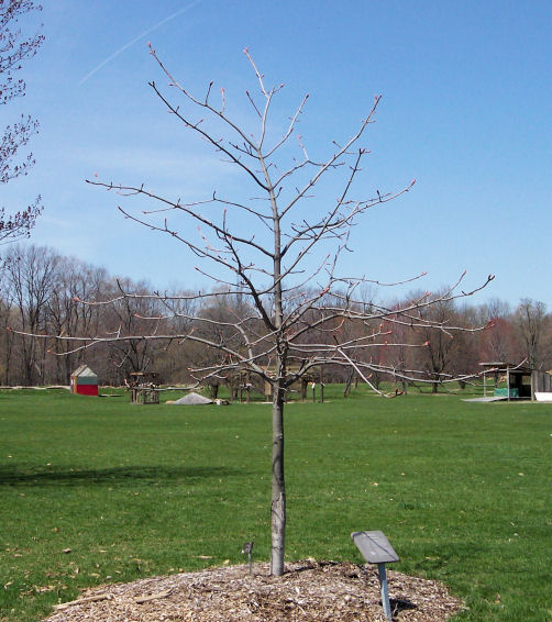 Ohio Buckeye