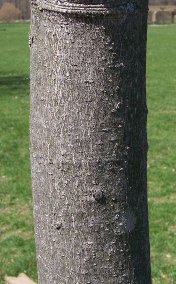 Trunk of the Ohio Buckeye