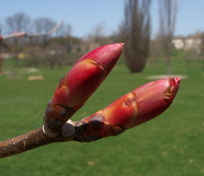Bud of the Ohio Buckeye