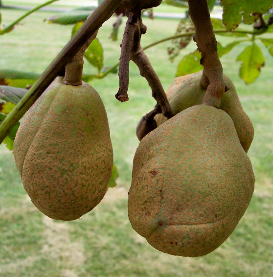 Fruit of the Yellow Buckeye