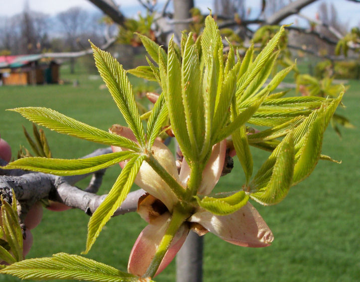 Leaves of the Yellow Buckeye
