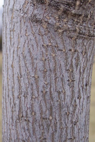 Trunk of the Norway Maple