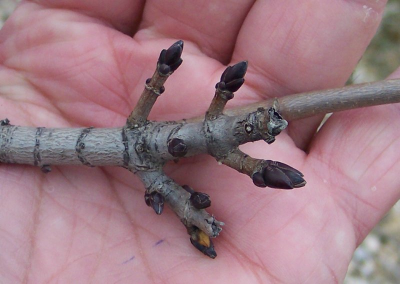 Bud of the Norway Maple