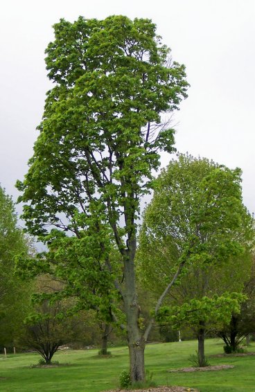 Norway Maple
