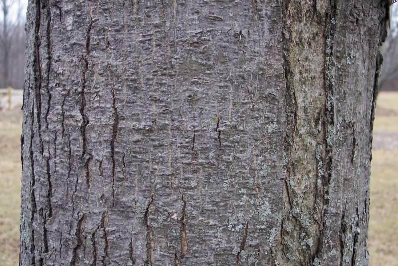 Trunk of the Red Maple - Kaprick