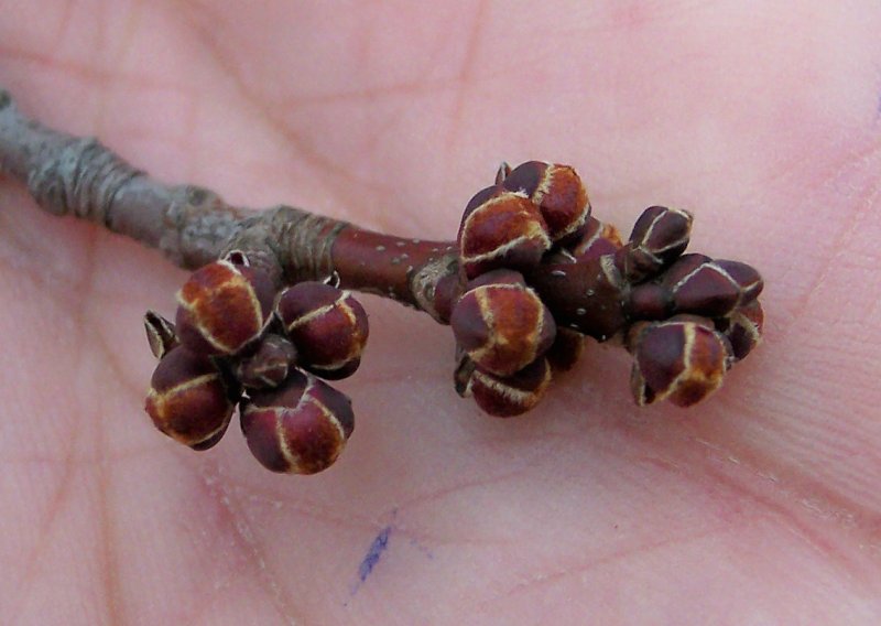 Bud of the Red Maple - Kaprick