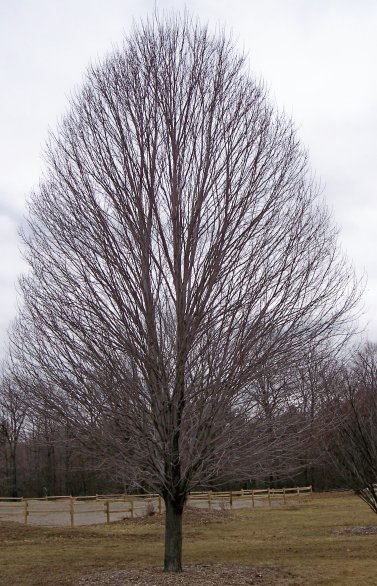 Red Maple - Kaprick Variety
