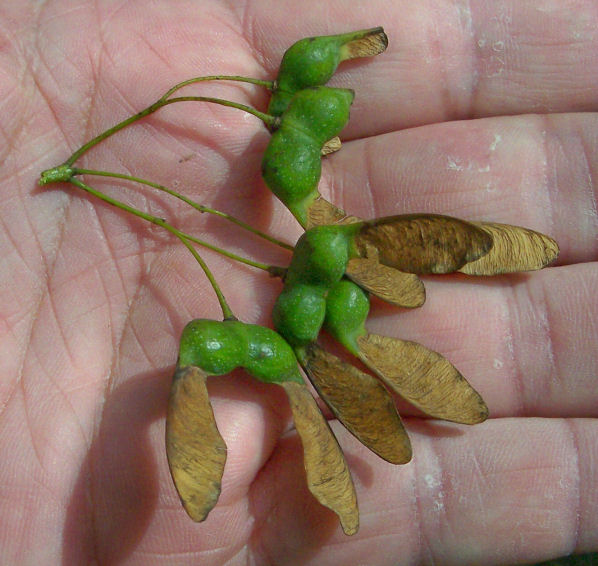 Fruit (samaras) of the Sugar Maple