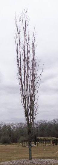 Sugar Maple - Newton Sentry