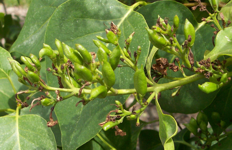 Fruit of the Common Lilac