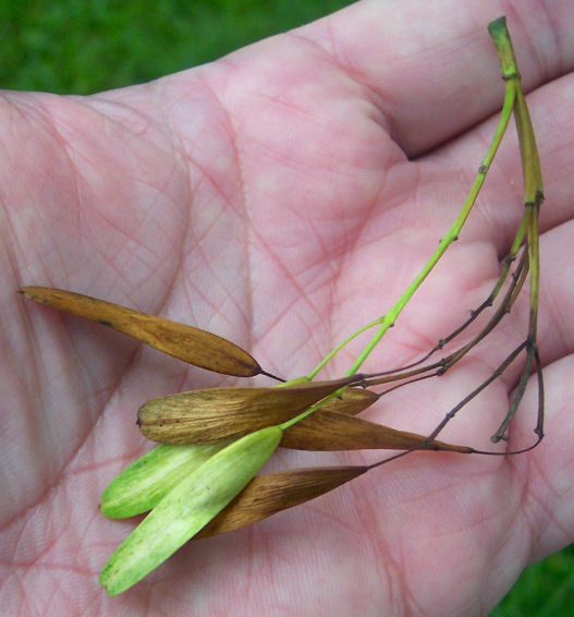 Fruit of the European Ash