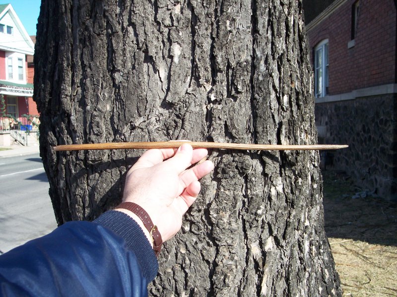 Northern Catalpa Trunk and Seed Case